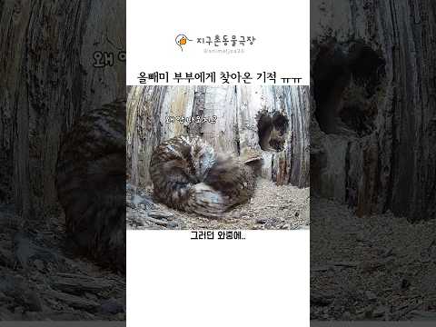 알들이 모두 부화에 실패하는데..