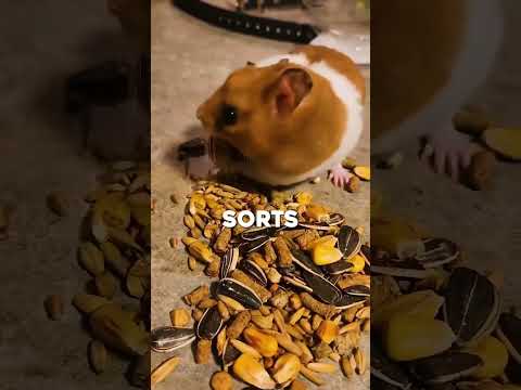 How Hamsters Store Food in Their Cheeks! #shorts