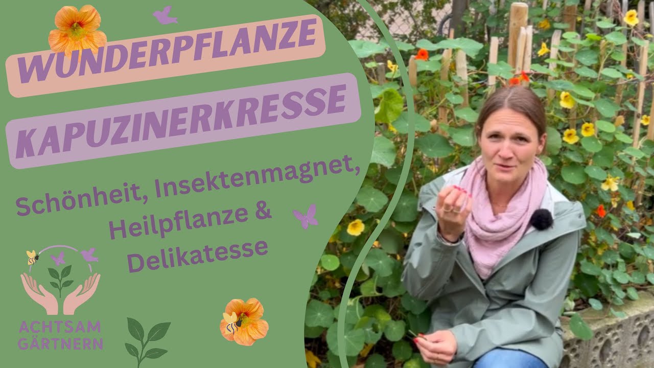 Wunderpflanze Kapuzinerkresse – Gartenschönheit, Insektenmagnet, Heilpflanze und Delikatesse