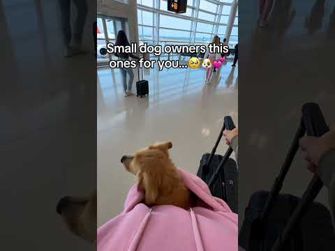 Link in bio #usa #florida #dog #pet