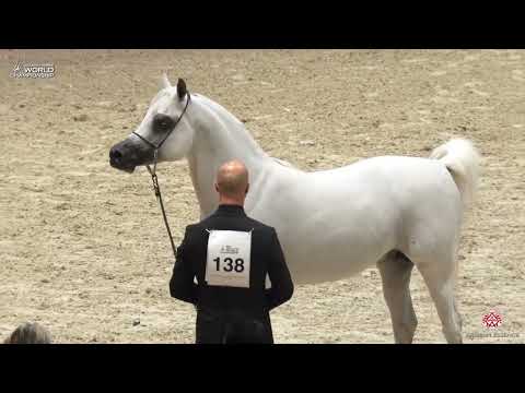 AHWC Paris 2019 - Senior Stallions Championship (Class 12)