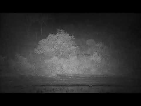 Djuma: Four Hyenas show up sniffing around - 03:16 - 08/21/21