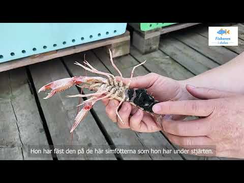 poster-bild för video