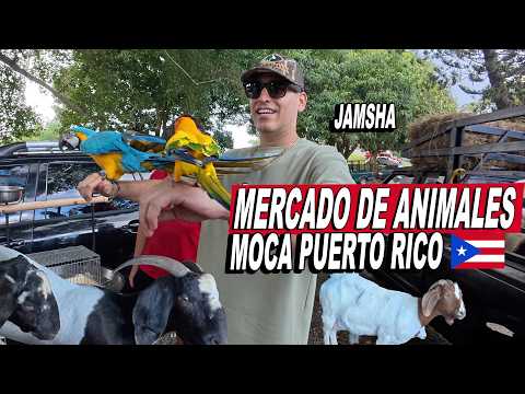 Mercado De Animales En Moca Puerto Rico - Jamsha Toy De Trip