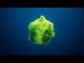Rebirth Of Creativity 3 Hour Underwater Loop With Calming Sounds For Inspiration Reflection