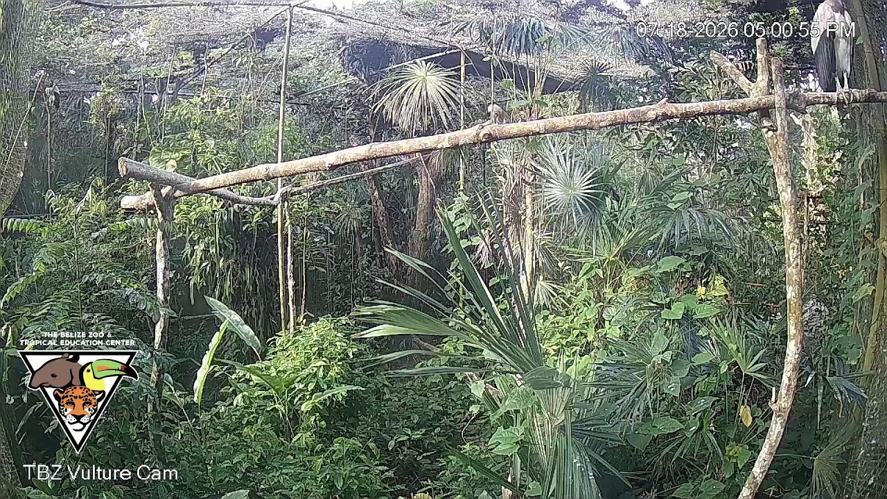 Live webcam view of Dosel Selvático del Zoológico