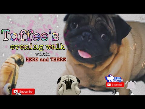 Pug's Evening Walk || Toffee - the pug || HERE and THERE