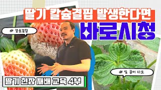 칼슘비료 많이 주는데 칼슘결핍이 생기는 이유는? 해결법은? | 농사 100단