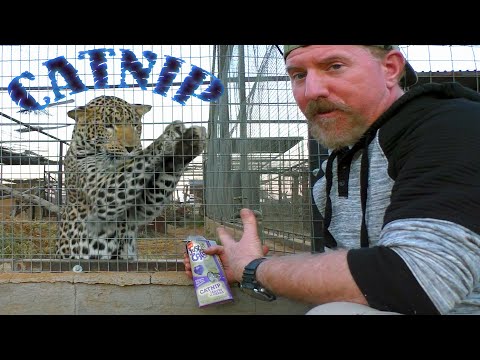 What Do African BIG Cats & Species Think About CATNIP | Cheetah Leopard Serval Caracal Meerkat Wolf