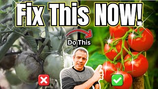 Master Growing TOMATOES With This Mind-Blowing Guide