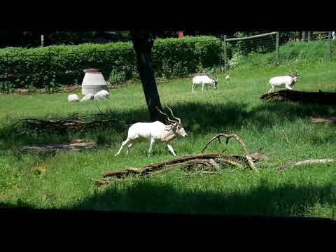 White Antelope running around, playing with babies. Wrestling, spearing.