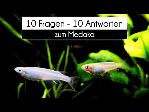 10 Fragen - 10 Antworten zum Medaka (#69)