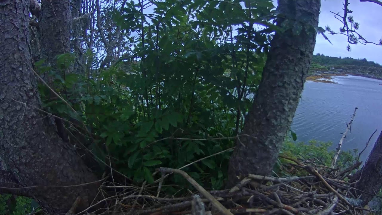 Live webcam view of Baron Blue Eagle Nest Coastal Outlook