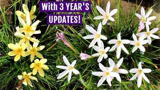 How To Grow Rain Lily RIGHT Way At RIGHT Time?