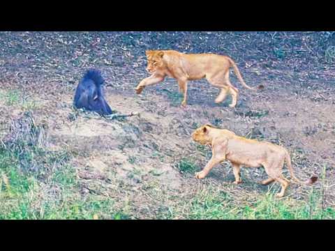Old Baboon Gives Himself Up to Lions