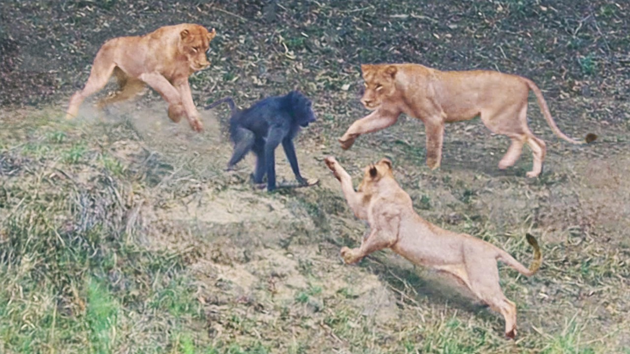 Over Confident Baboon Thinks he Doesn’t Need to Run from Lions - Bad Mistake