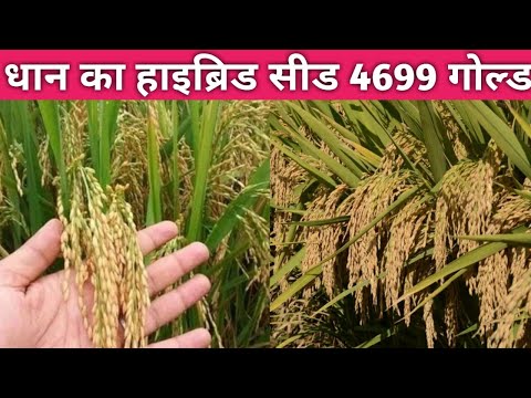 धान का हाइब्रिड सीड-प्रो 4699 गोल्ड । रोगमुक्त- ज्यादा पैदावार । Hybrid Seed of Paddy 4699 Gold