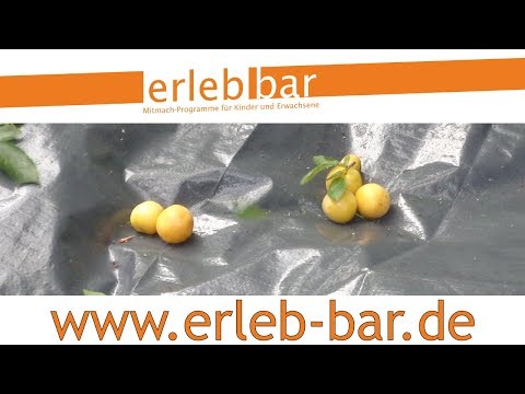 Kleines ABC der Erntehilfen – Mirabellen ernten und entsteinen