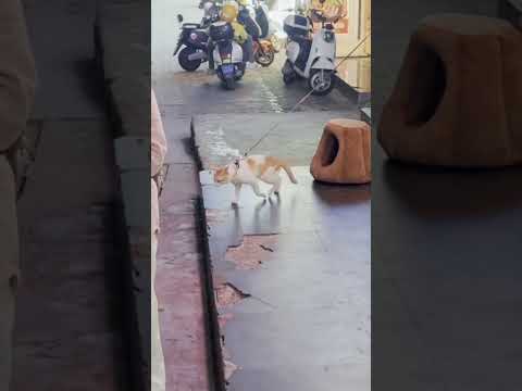 cat videos cute cats cats video compilation #shorts#cat #catwalk  #funny #fyp #funny video #comedy