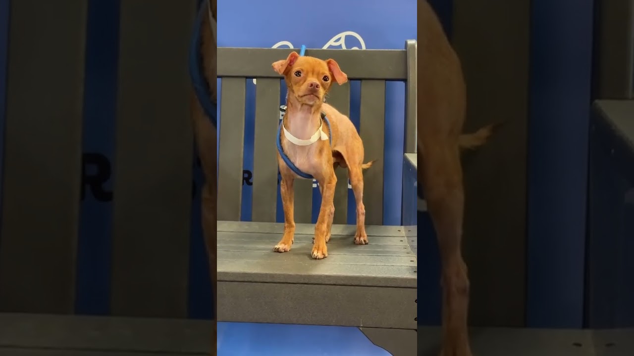 Enlarge SKITTLES, a Adoptable Chihuahua in Berlin, NJ video 6/6