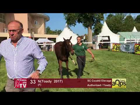 Show AQPS Lion 2017 : Lot 33 - N(Toady  2017)