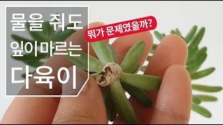 물을 줘도 잎이 마르는 다육이. 뭐가 문제였을까?(청솔 삽목) succulent 169화 #해맑은TV