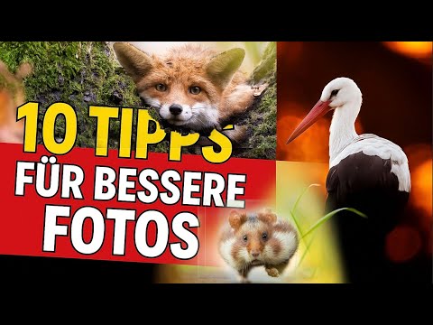 10 tips for better photos - nature photography / animal photography