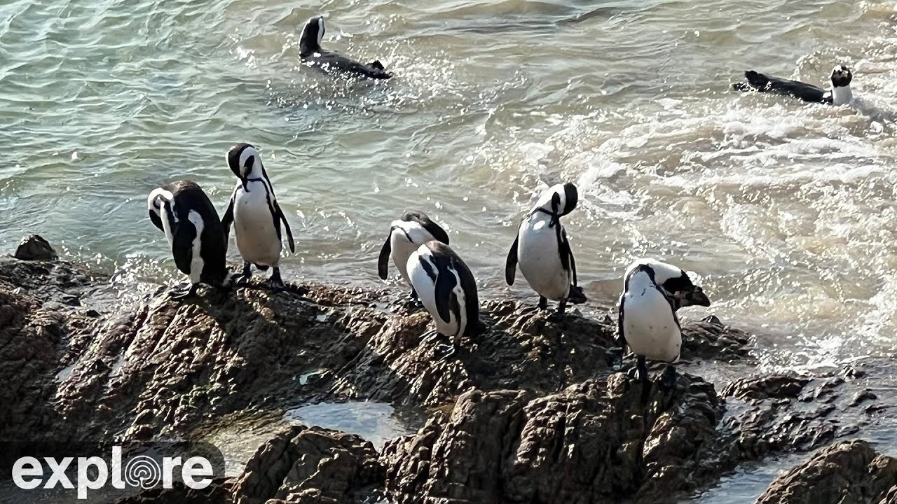 Live webcam view of African Penguin Colony Cam