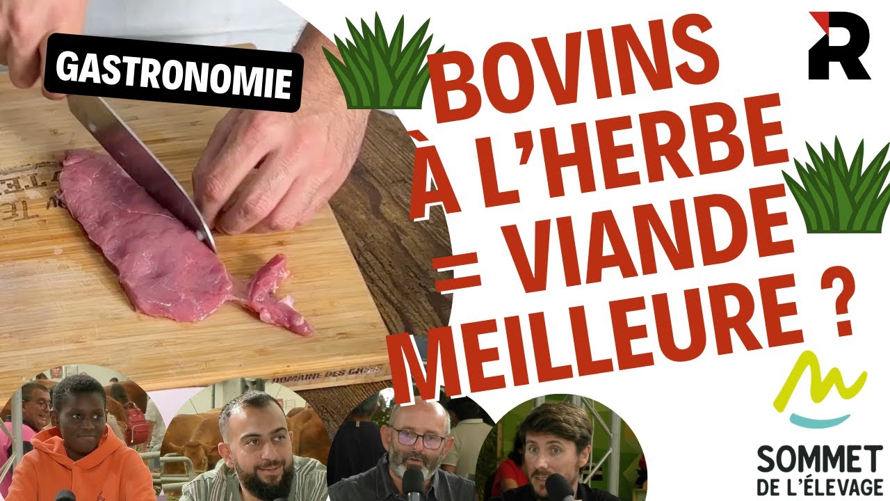 Le goût des bovins viande à l'herbe : du pré au tartare