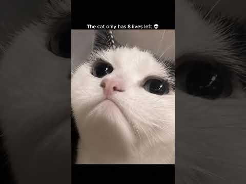the last cat is not human..