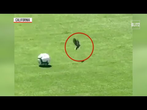 Matteo Darmian con un tiro uccide un piccione