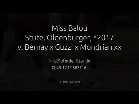 Miss Balou Oldenburger Stute v. Bernay *2017