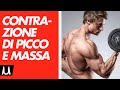 Cos è La Contrazione Di Picco Per L Ipertrofia Muscolare