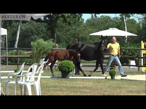 Sudweyher Fohlenschau 2019 - Kat.-Nr. 05