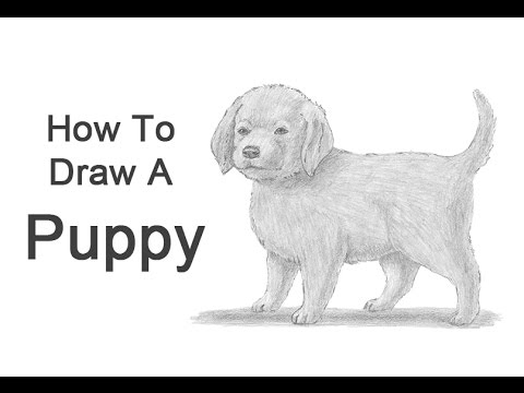 How to Draw a Puppy - YouTube