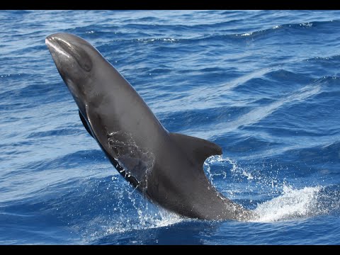 see how 5 humphback whale sighted in shores of mumbai during lockdown |people says dinosaur 😂🤣