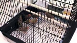 Bird Brains (Nova - Science Now)