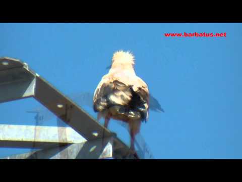 Alimoche ( Neophron percnopterus ) Egyptian vulture