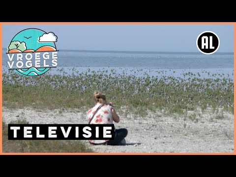 Vogelaars op het wad bij Westhoek | TV | Vroege Vogels