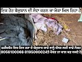 Ek Aur Behsahara Dog Ki Sewa Karan Da Mauka Milea Dog Care Faridkot Animal Care Faridkot Dog Care