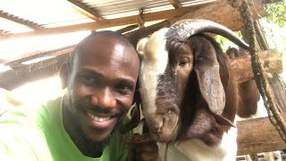 How to raise tamed goats