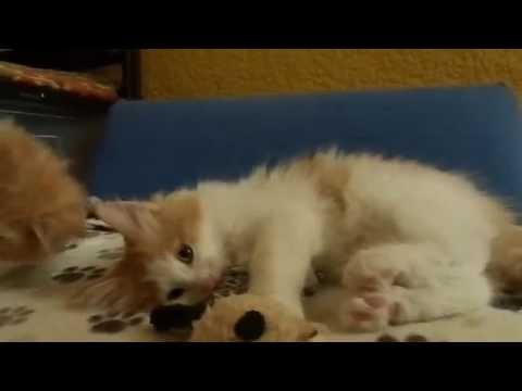 Vaidurya Norwegian Forest Kittens (Aruni, Kunkum and Dhumal) are 9 weeks old