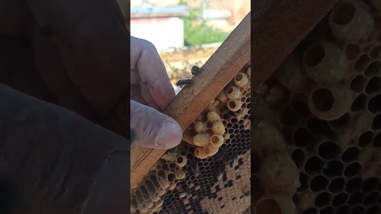 فتحت خلية نحل صدفة وجدتها مملوءة ببيوت التطريد الطبيعي 