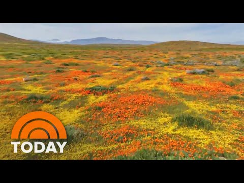 California hills burst with color in rare wildflower ‘superbloom’
