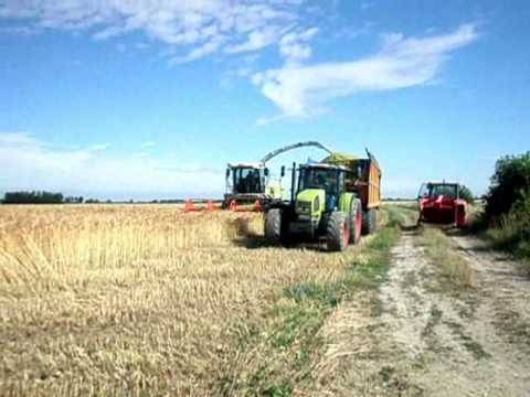Vergauwe K&P: Tarwe Hakselen 2010 met Claas Jaguar 870