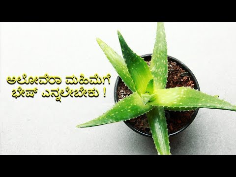 Amazing Benefits Of Aloe Vera | Health And Beauty | Vijay karnataka
