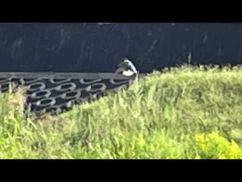 ダニエラ・カッツェンバーガーの娘がフロリアン・ジルベライゼンの天使として歌う