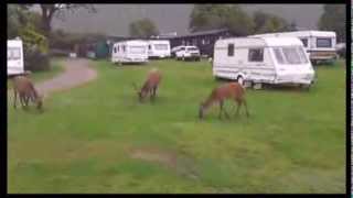 preview picture of video 'Deer Lochranza Campsite Isle Of Arran'