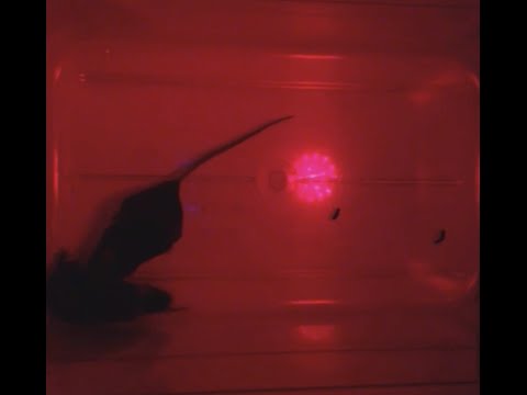 Male Mouse Singing To Woo Mate {Duke University Research}