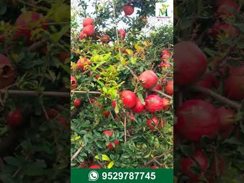 Complete Farm Test Package Overview